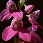 Disa kewensis