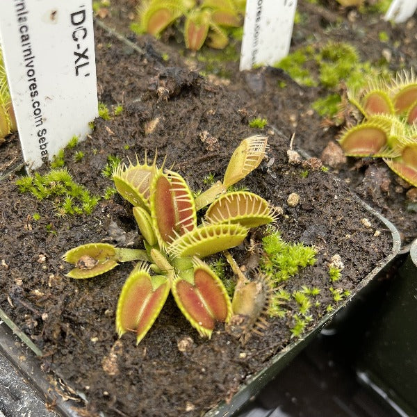 Dionaea DCXL