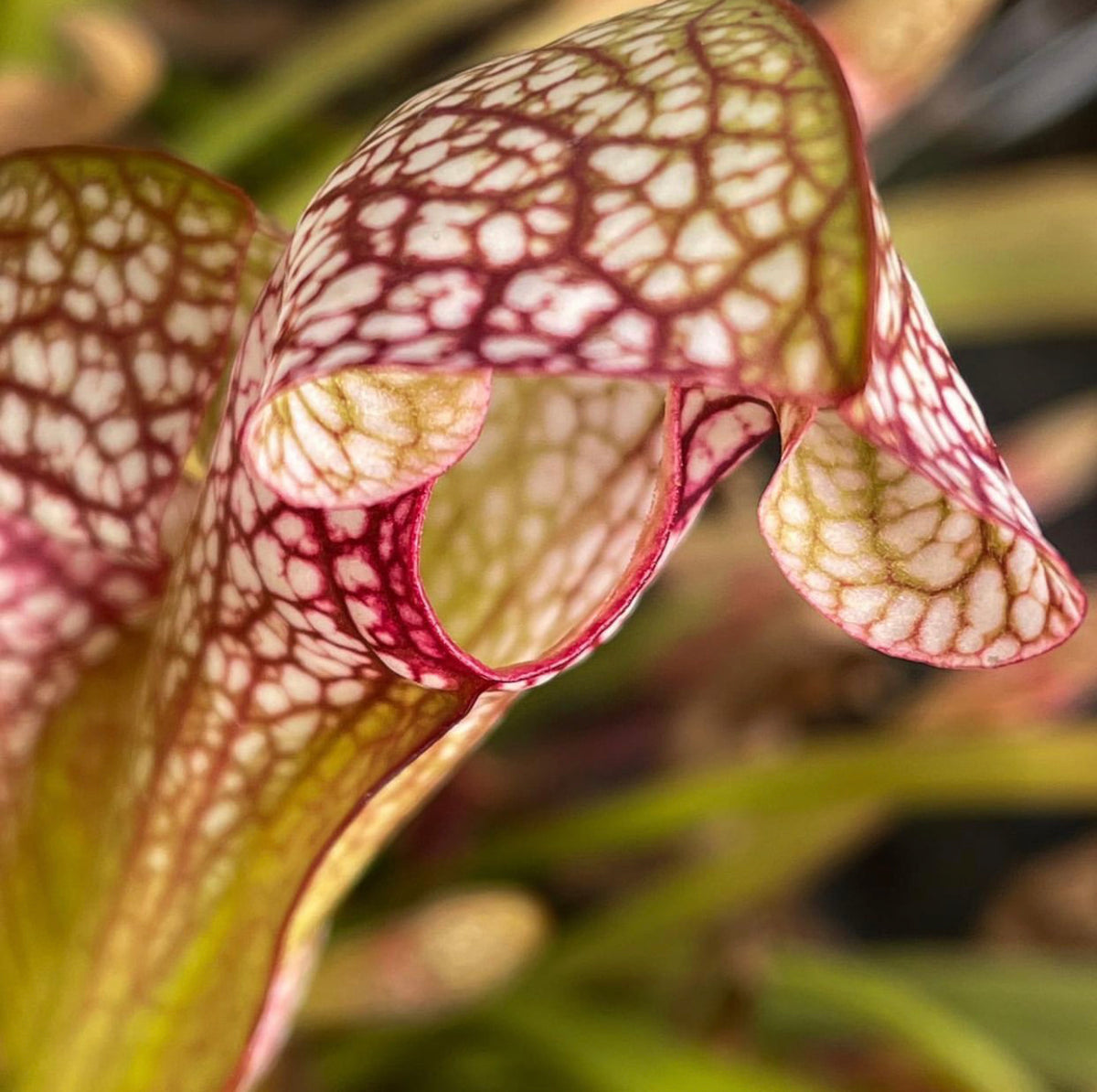 Sarracenia x wrigleyana 'Scarlett Belle' Potted