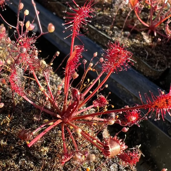 Drosera intermedia temperate sundew