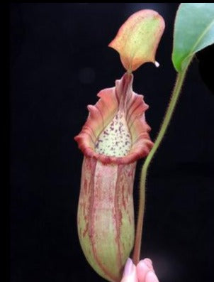 Nepenthes petiolata x veitchii “Bario Striped” Potted