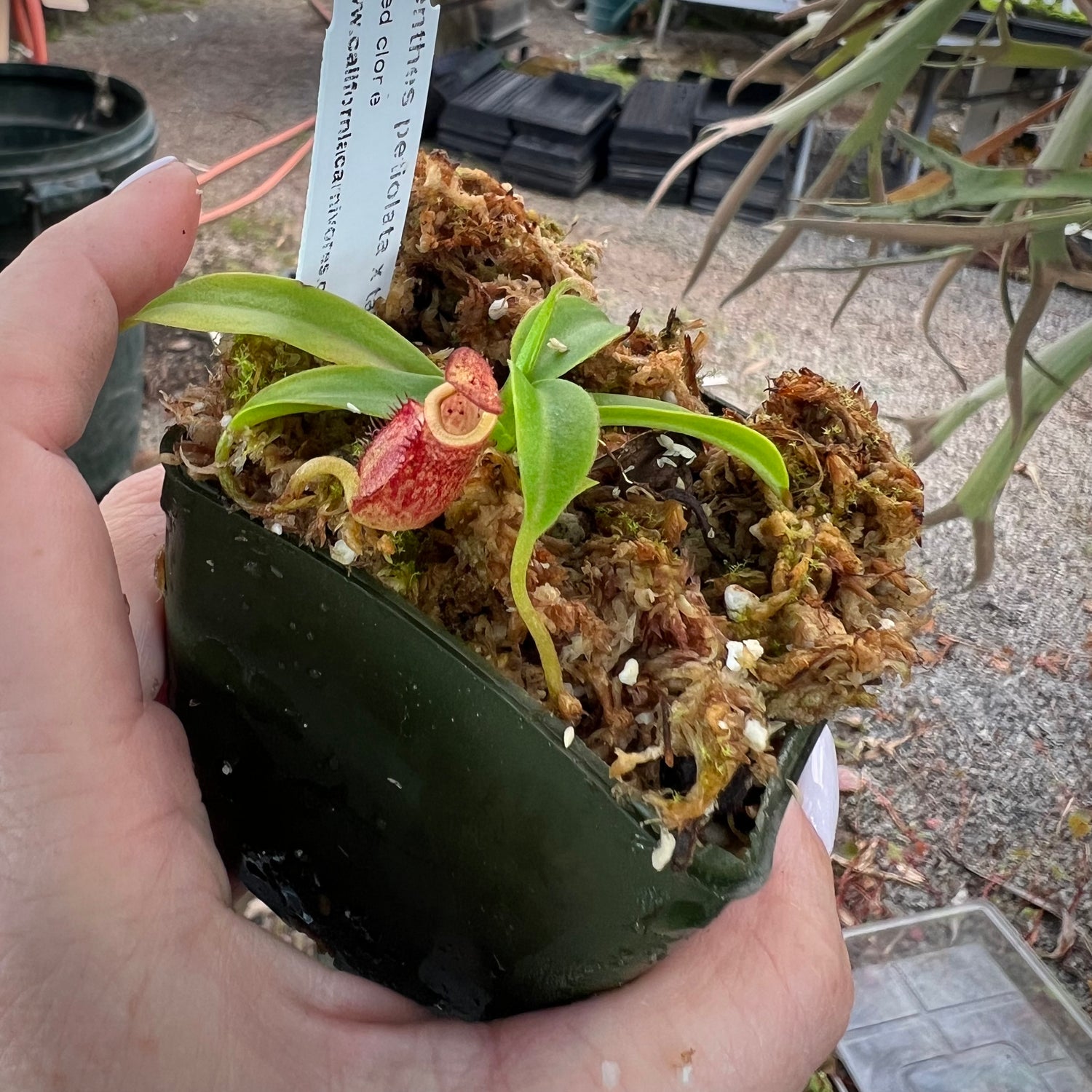 Nepenthes petiolata x talangensis Potted