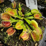 Dionaea Long Red Fingers