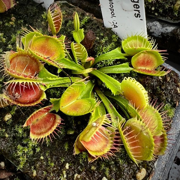 Dionaea Muscipula - Lot de 3 - Plante carnivore - Pot 5,5cm - Hauteur  5-10cm - FloraStore