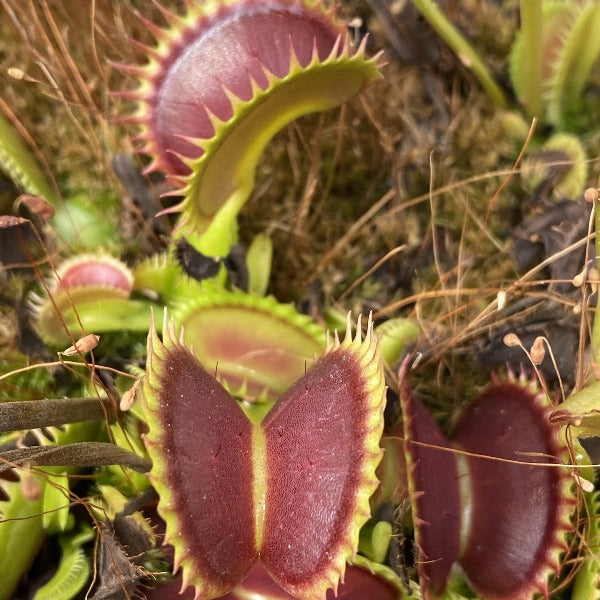 Dionaea Great White Shark