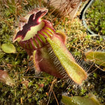 Cephalotus follicularis "ABG Clone"