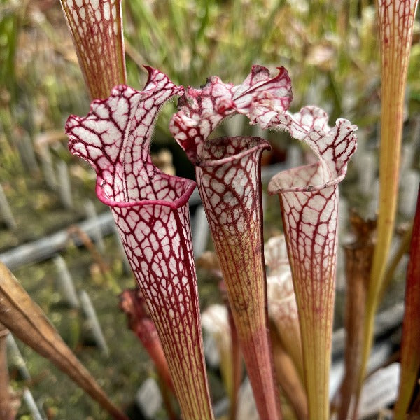 Sarracenia leucophylla "Baldwin Co, AL" Potted