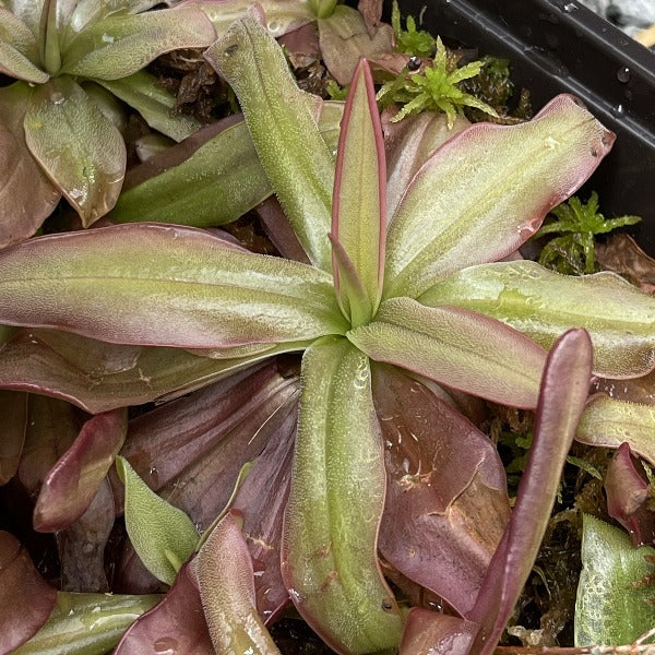 Pinguicula planifolia BARE ROOT