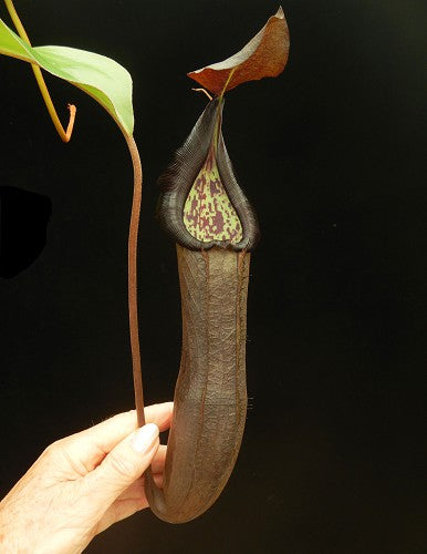 Nepenthes ramispina x robcantleyi Potted