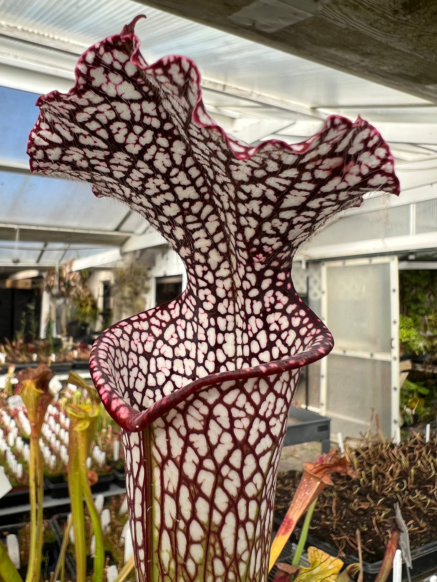 Sarracenia leucophylla "purple and white" CK Potted