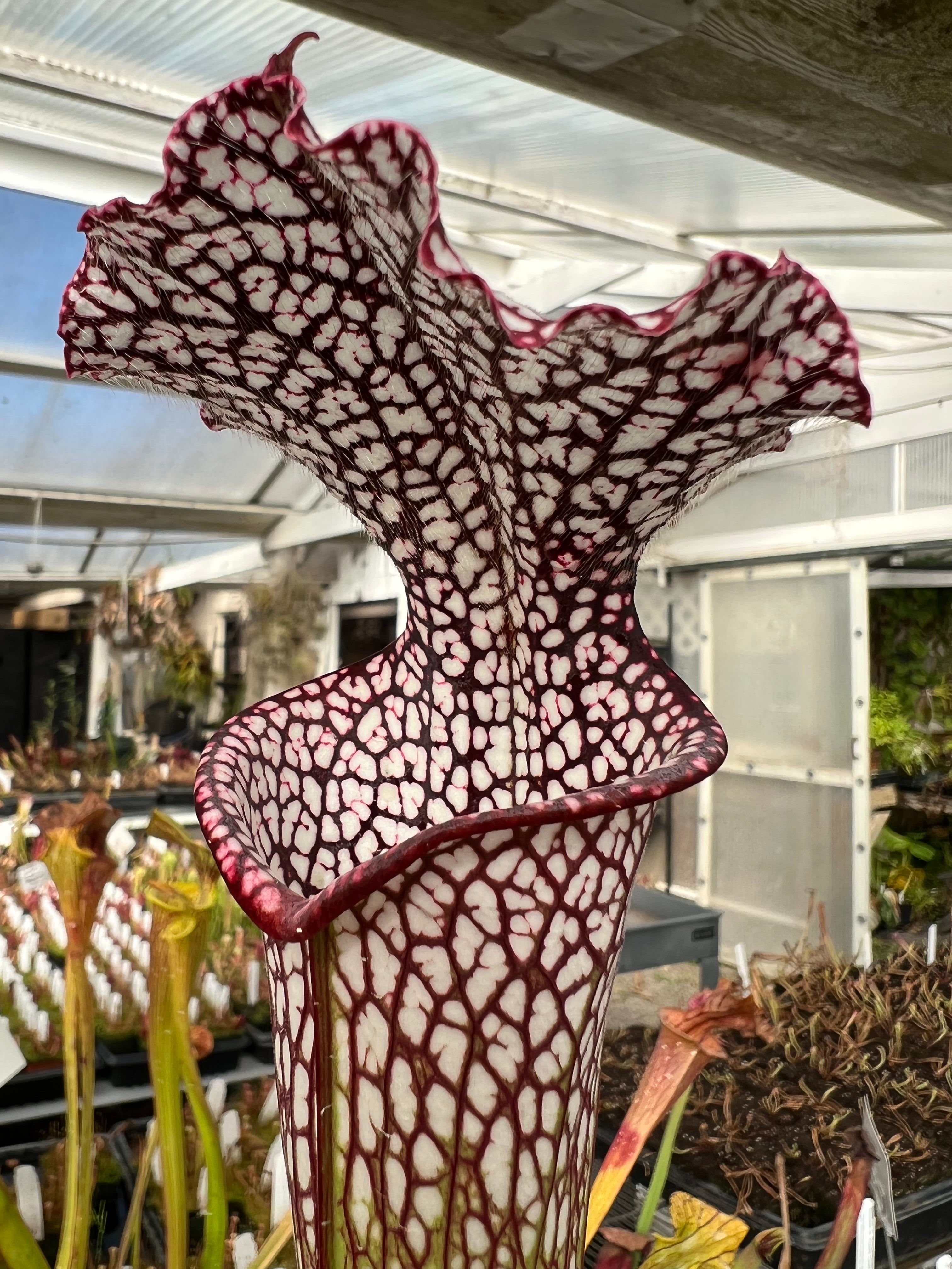 Sarracenia leucophylla "purple and white" CK Potted
