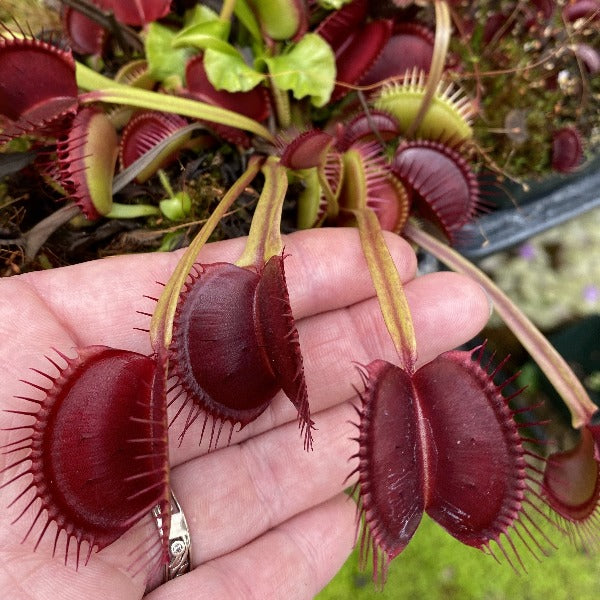 dionaea venus flytrap z11