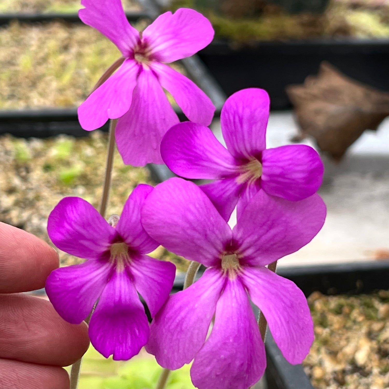 Pinguicula x "Ali Rose" BARE ROOT