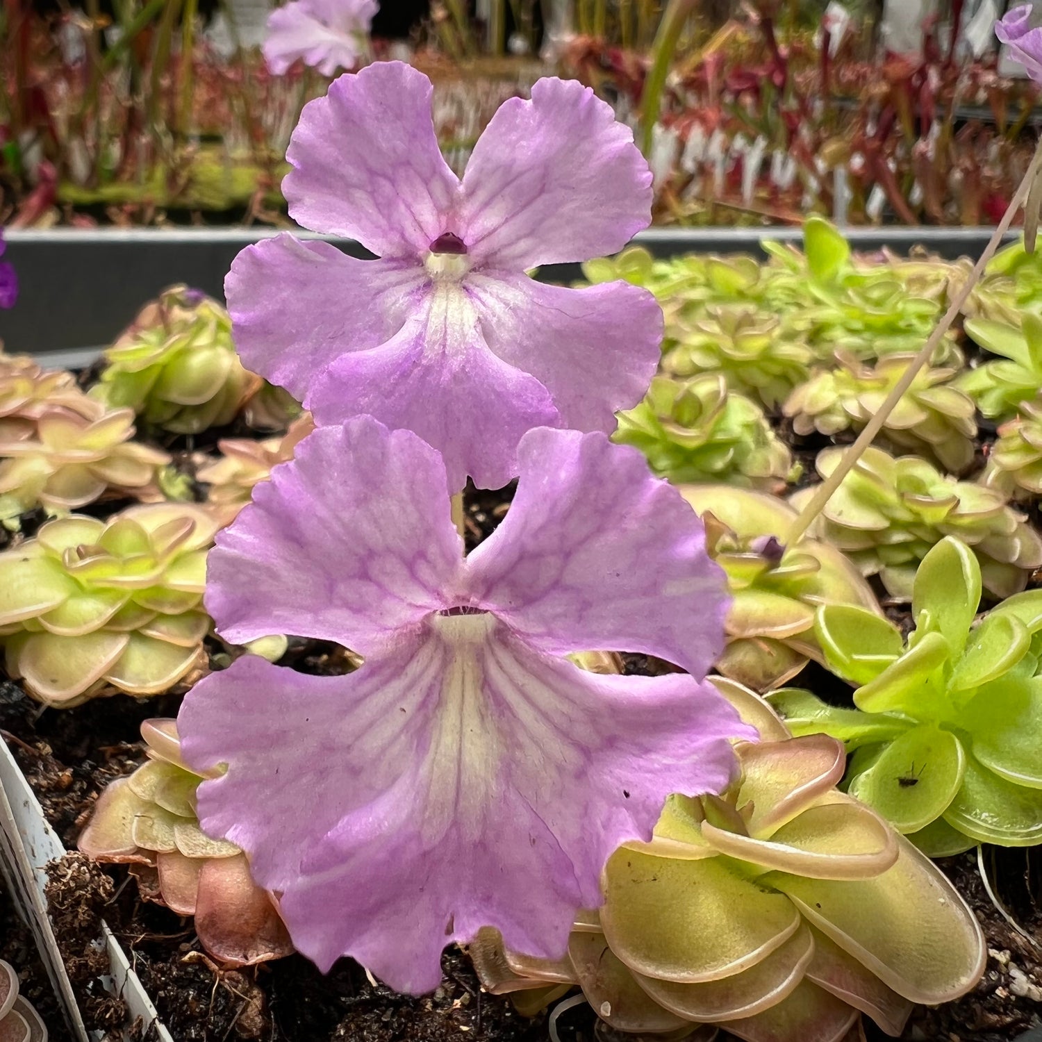 Pinguicula x 'Hanka' BARE ROOT