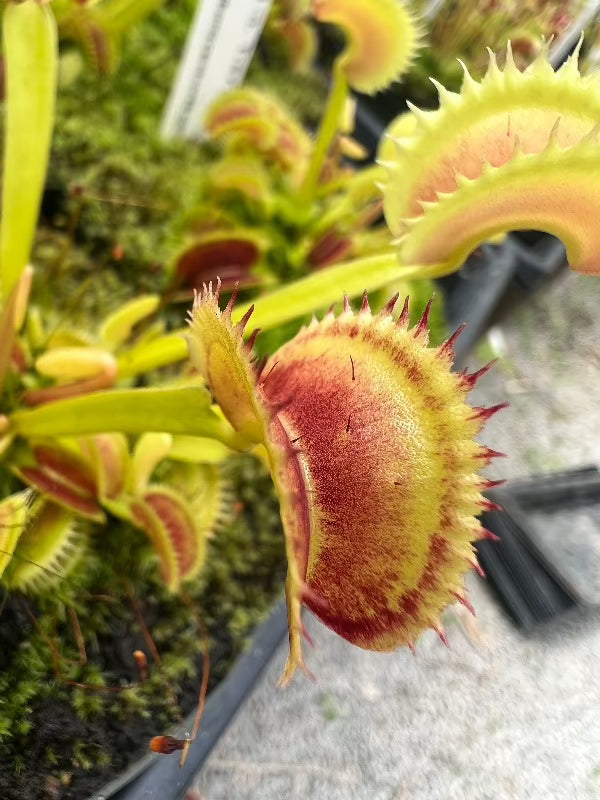 Dionaea Trevs Dracula