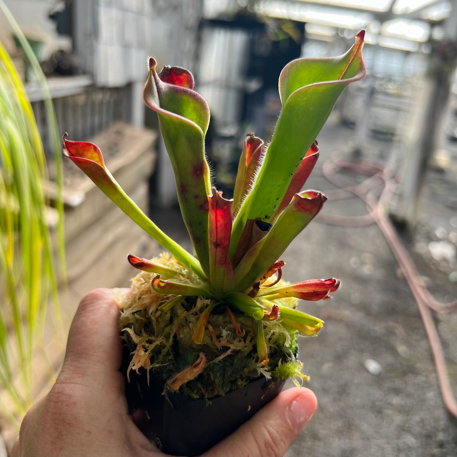 Heliamphora tatei “Cerro Duida” x tatei “Marahuaca" Potted