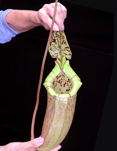 Nepenthes burbidgeae x sibuyanensis Potted