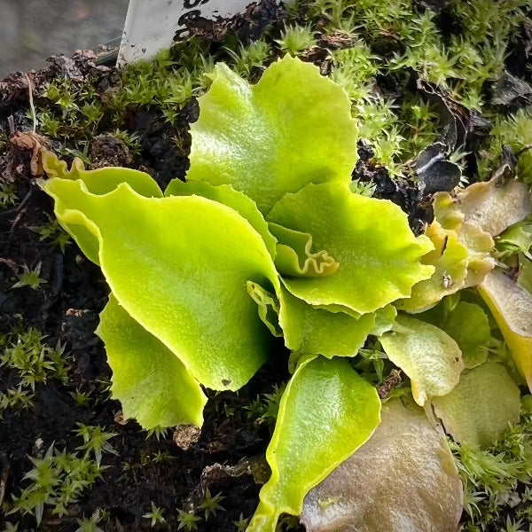 Dionaea GJ Rose