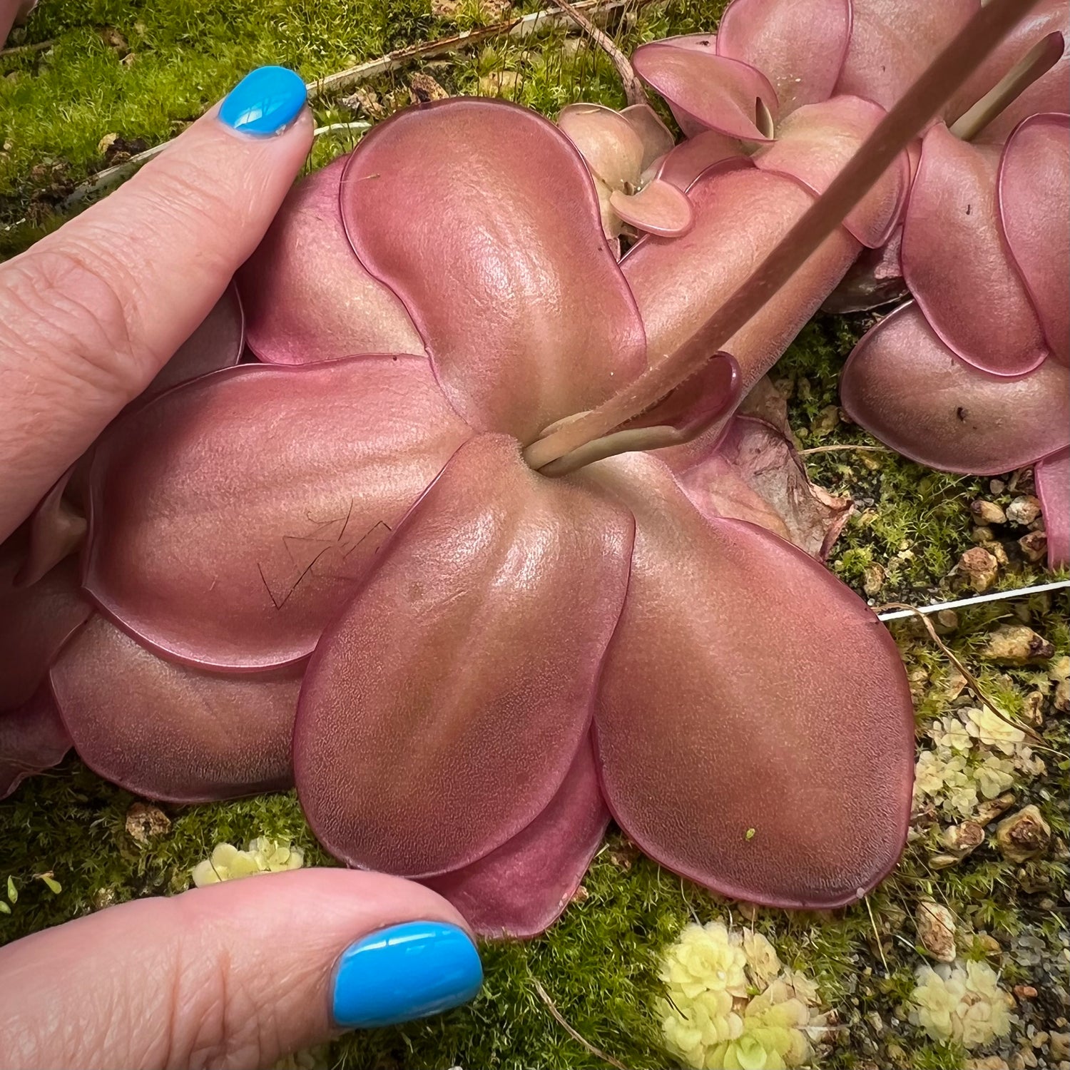 Pinguicula x ”Cherry Bomb” BARE ROOT