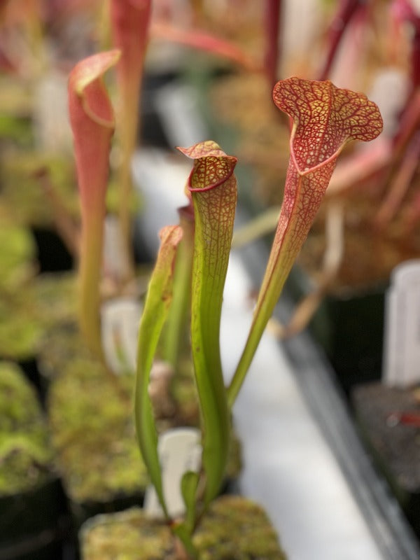 Sarracenia x 'Deep Throat' Division Potted
