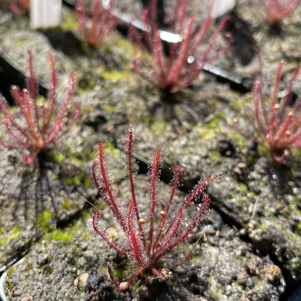 Drosera hybrida sundew