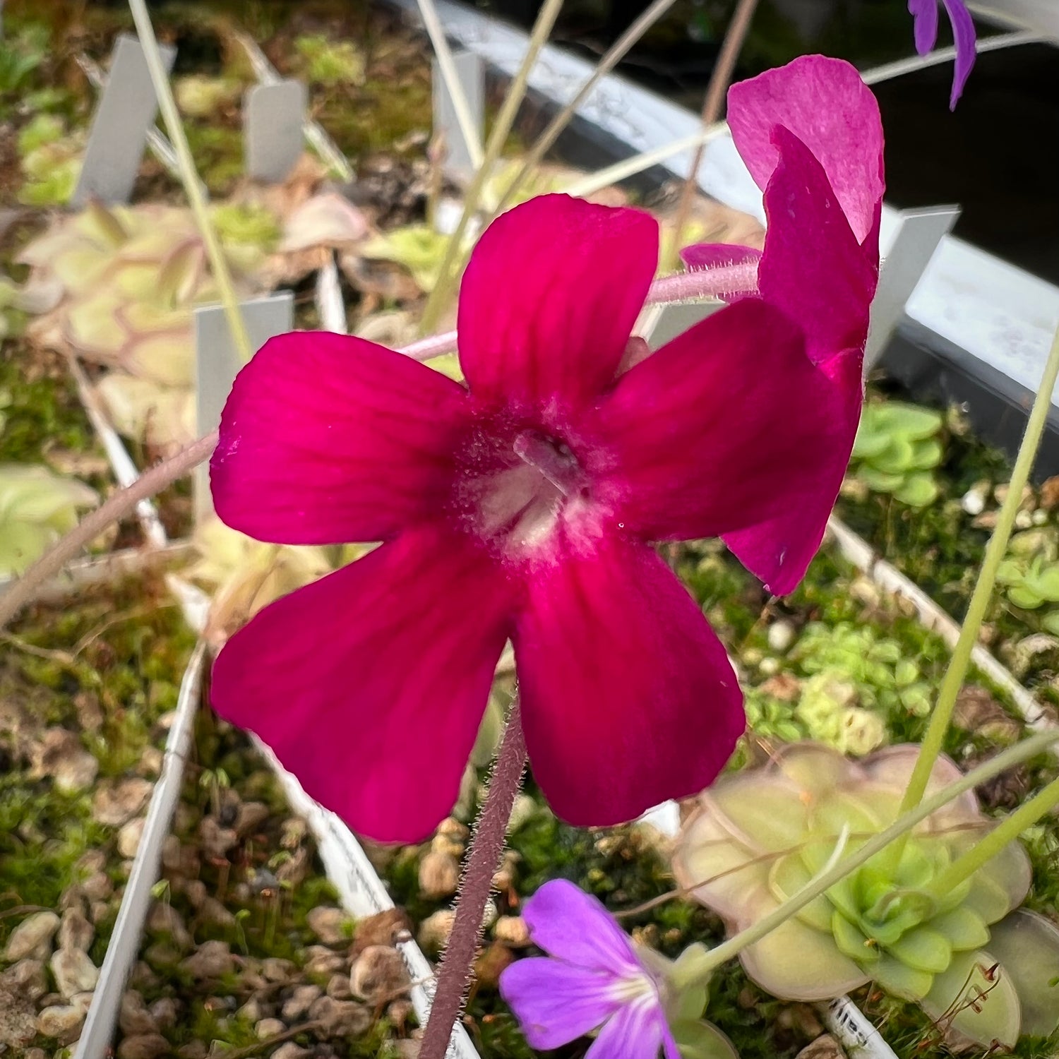 Pinguicula x “Neon Raspberry” BARE ROOT