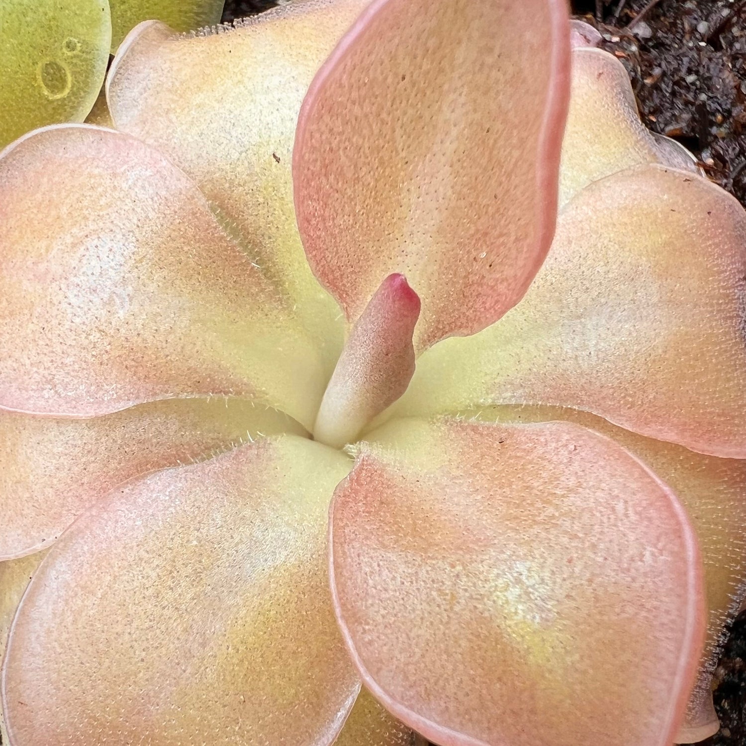 Pinguicula x 'Sethos' BARE ROOT