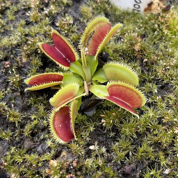 Dionaea Bristle Tooth