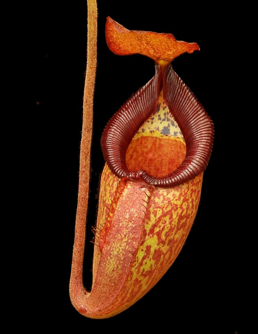 Nepenthes petiolata x talangensis Potted