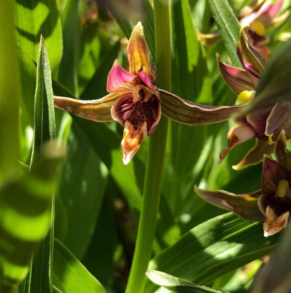 Epipactis gigantea