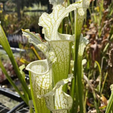 Sarracenia leucophylla 'Schnells Ghost' Potted