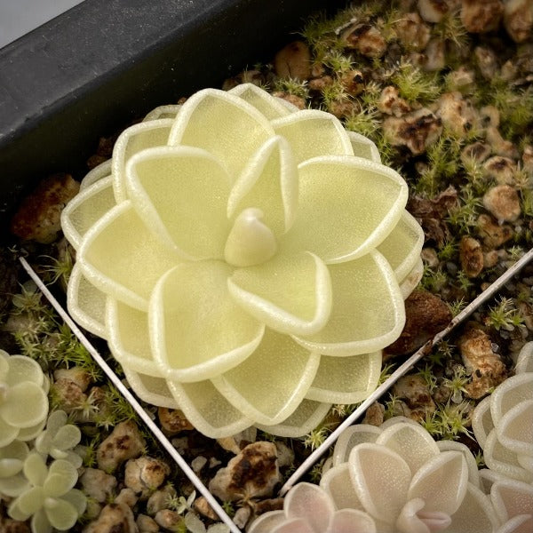 Pinguicula ehlersiae "Mighty Mouse" BARE ROOT