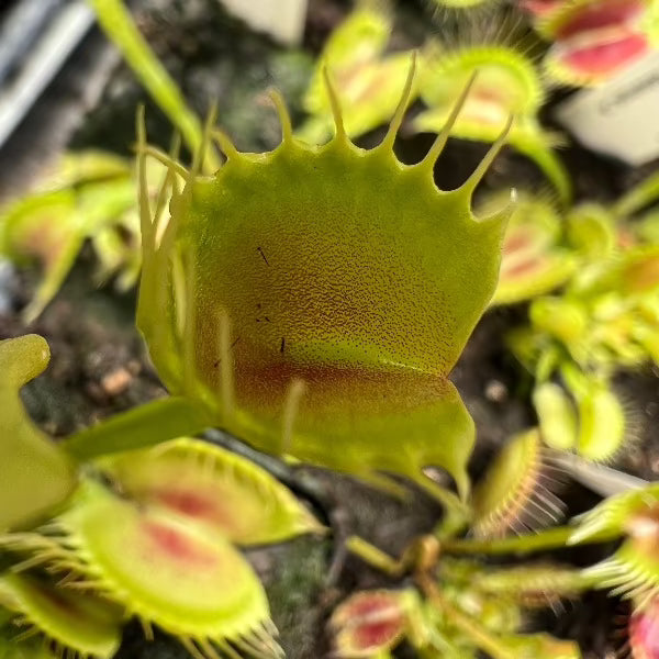 Dionaea funnel trap