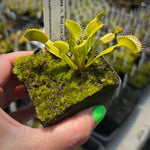 Dionaea Red Line CK