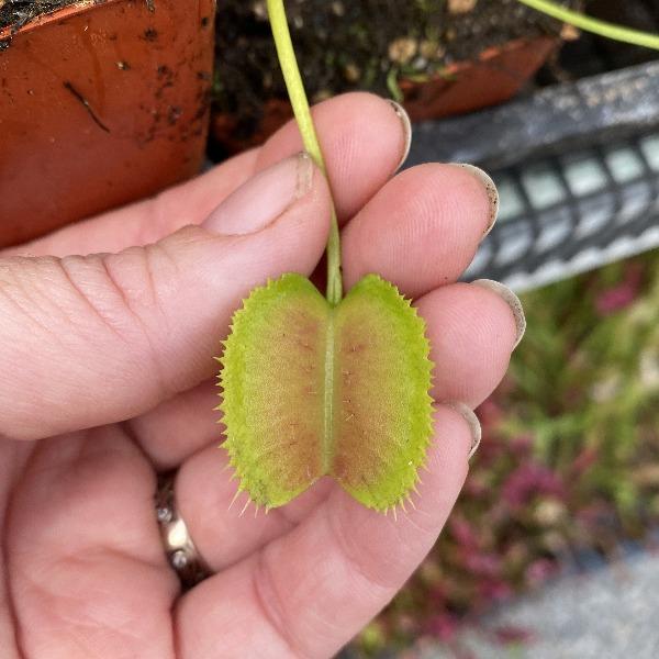 dionaea korean melody shark