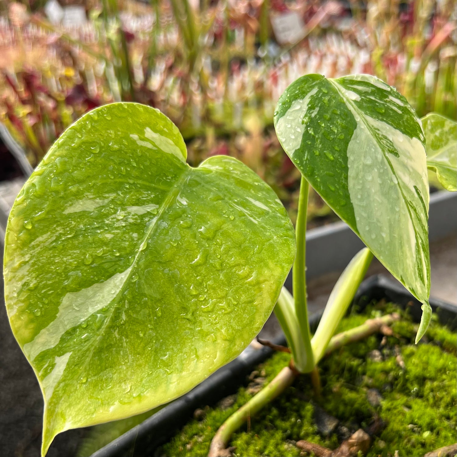 Monstera borsigiana albo variegated BARE ROOT