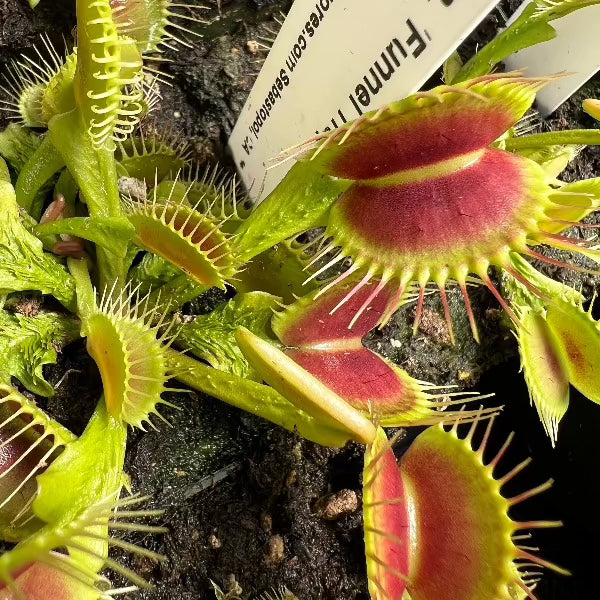 Dionaea funnel trap