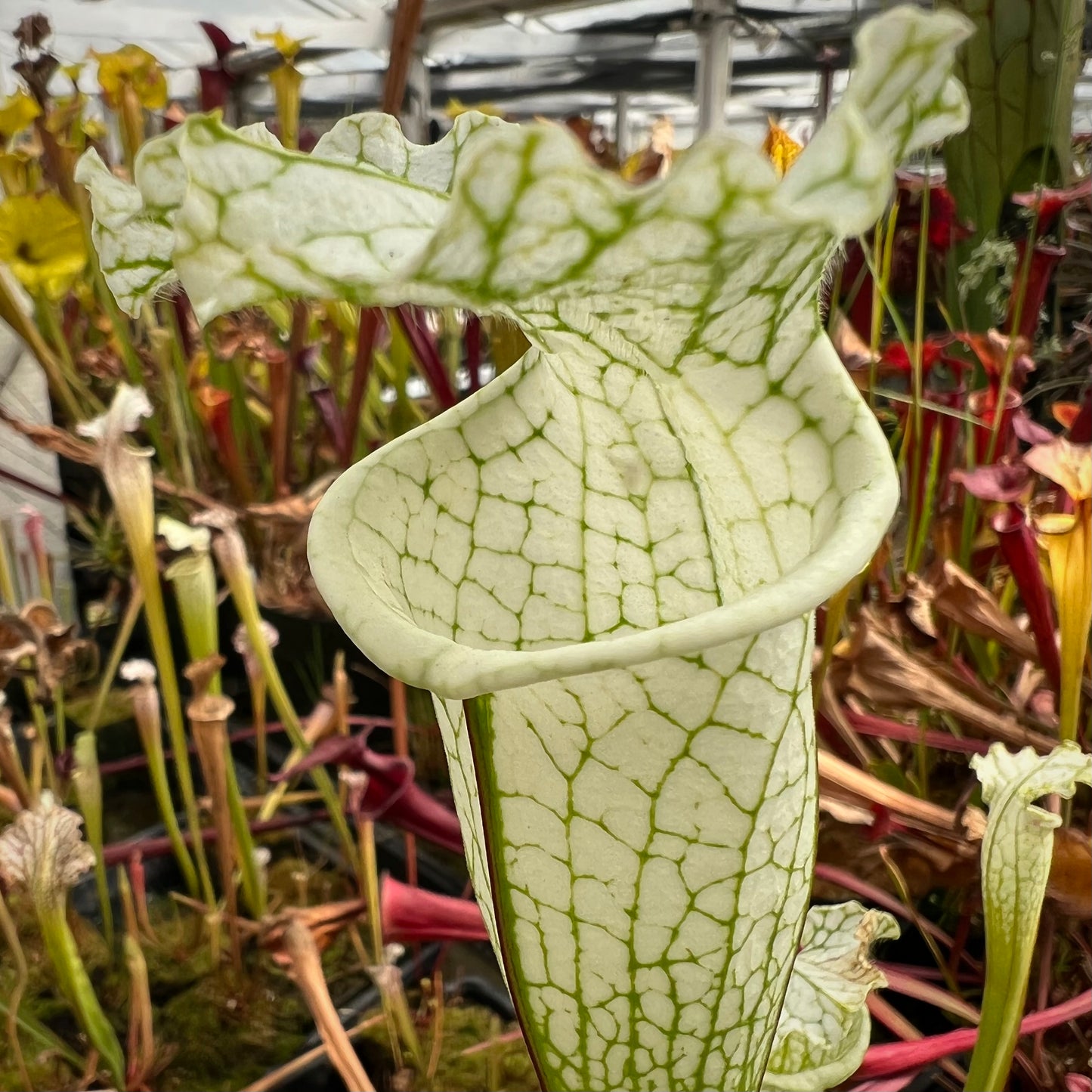 Sarracenia leucophylla 'Hurricane Creek White' Clone F Potted