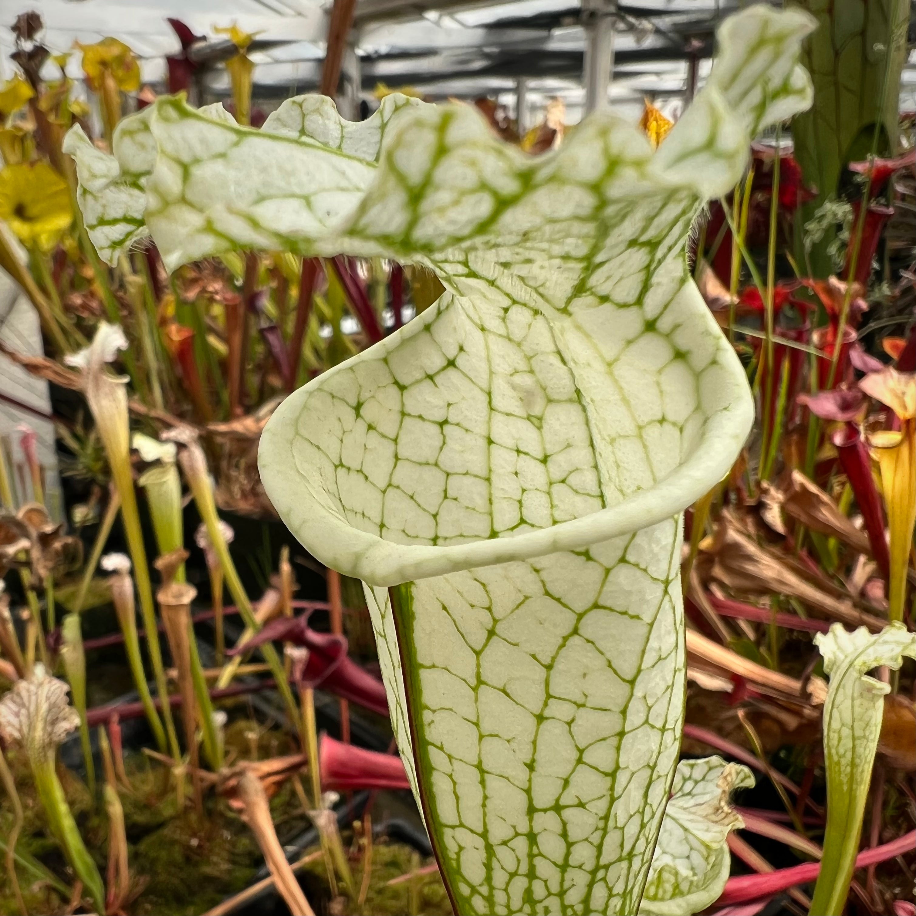 Sarracenia leucophylla 'Hurricane Creek White' Clone F Potted