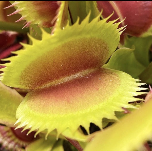 Dionaea Flaming Lips Seed Pack