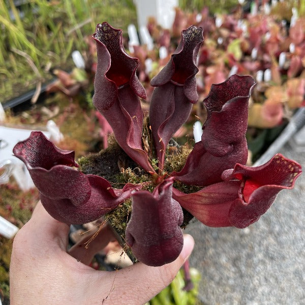 Sarracenia purpurea ssp. purpurea seed-grown Potted