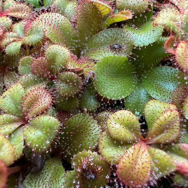 Drosera rosulata sundew