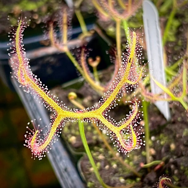 Drosera multifda extrema sundew