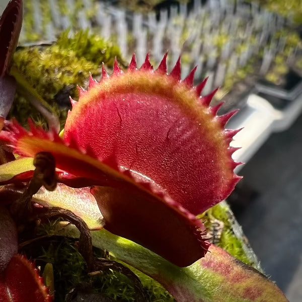 Dionaea Red Shark Teeth