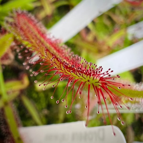 Drosera capensis Ceres South Africa Sundew