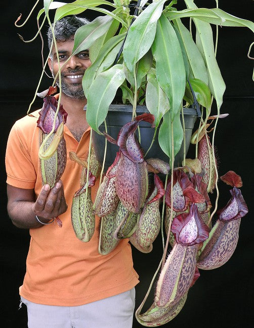 Nepenthes spathulata x spectabilis Potted